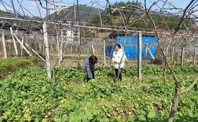 壽寧犀溪 科技特派員田間“把脈問診”，精準助力春耕生產