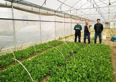 智慧農業賦能新春生產 賀州農業科技讓優質農產品直抵灣區餐桌